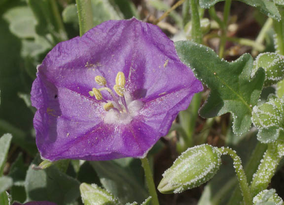  Quincula lobata (Torrey) Rafinesque 