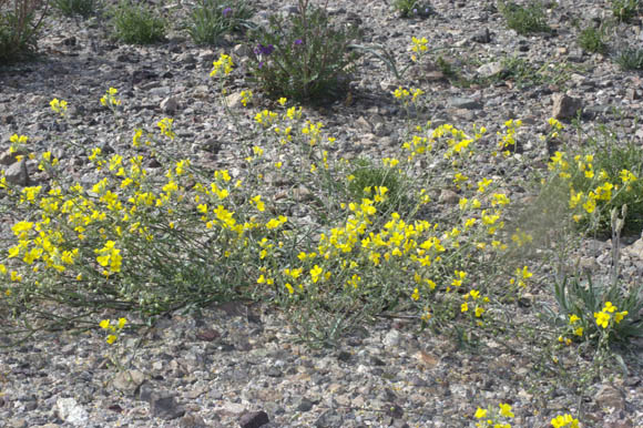  Physaria tenella
