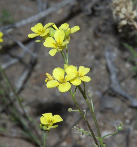  Physaria tenella