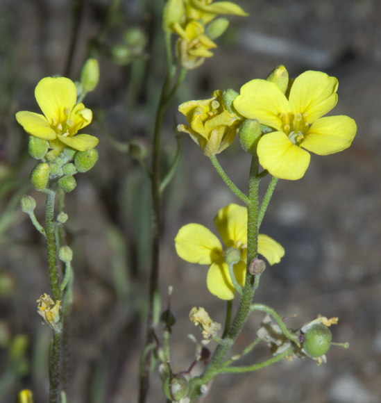  Physaria tenella