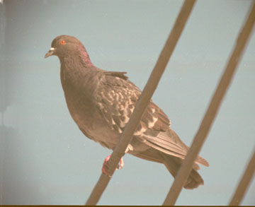  Rock pigeons