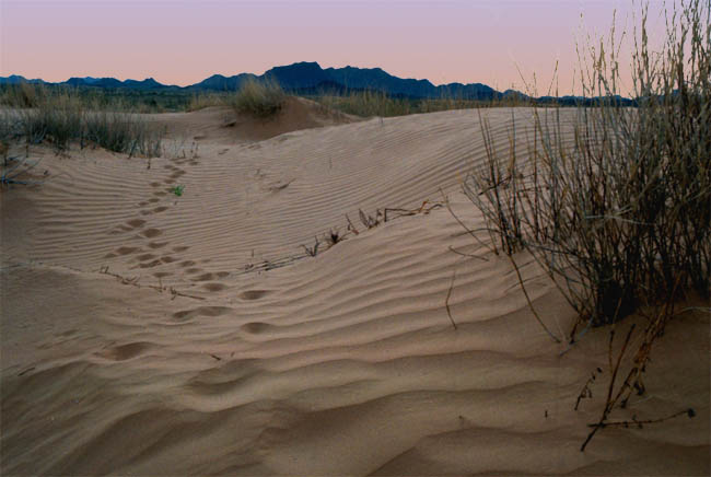 Pinacate Lava Flows and dunes