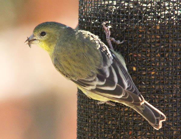  Pine siskin