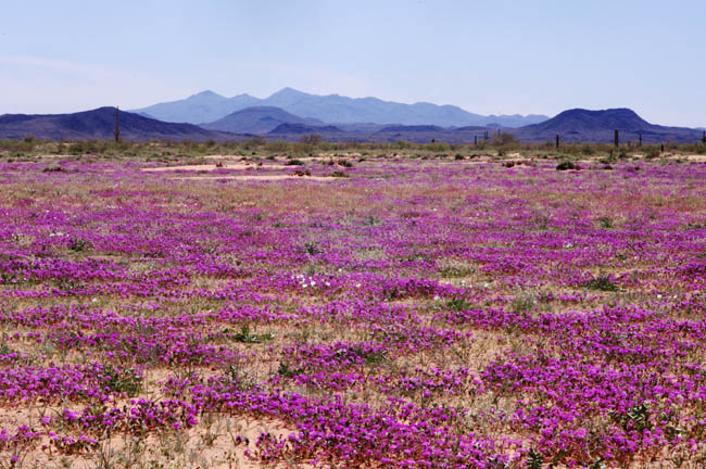 Pinta Sands and Pinacate Mountains