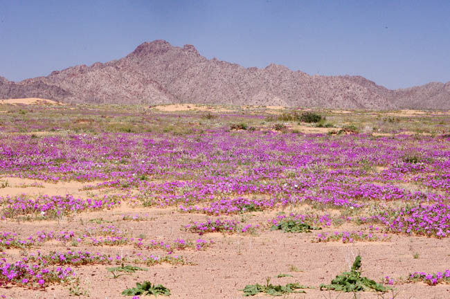 Pinta Sands and sand verbena