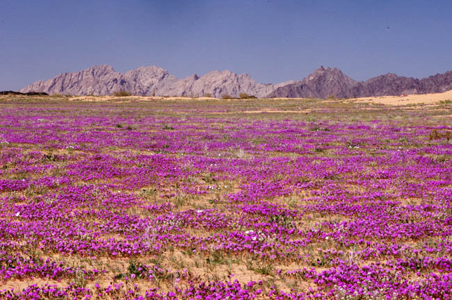 Pinta Sands and Sierra Pinta granite and gneiss contact zone