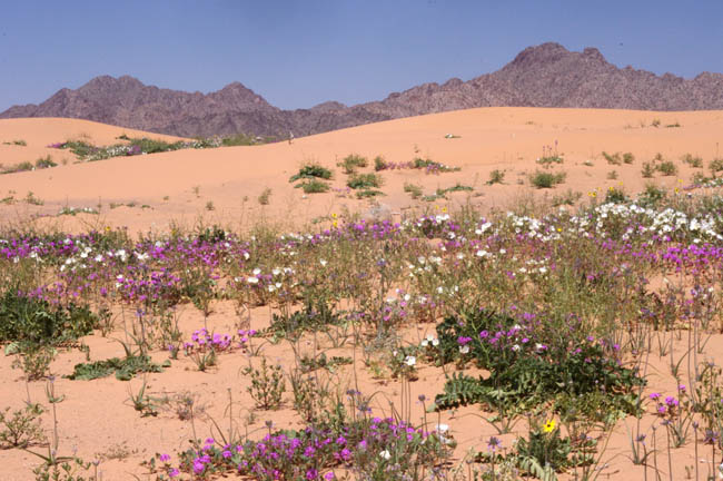 Pinta Sands dunes sand verbena and dune evening primrose