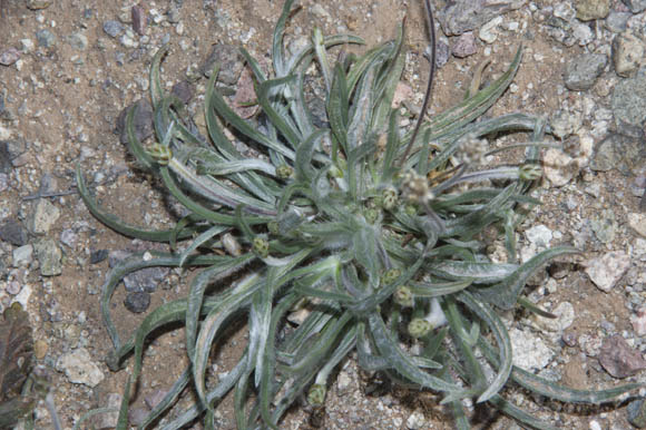  Plantago ovata