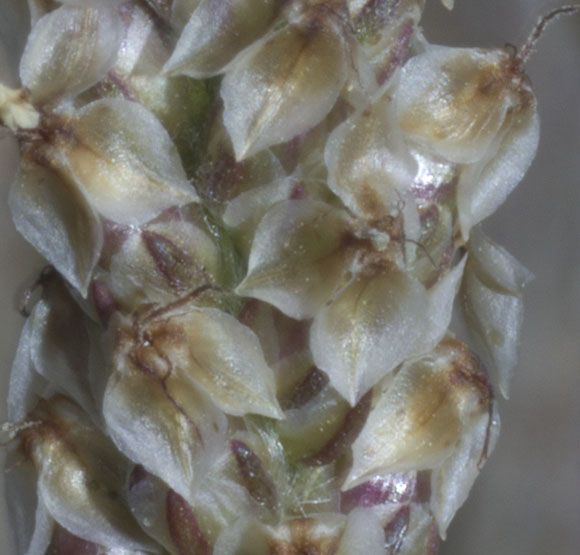  Plantago ovata