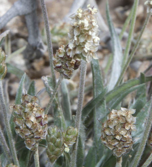  Plantago ovata