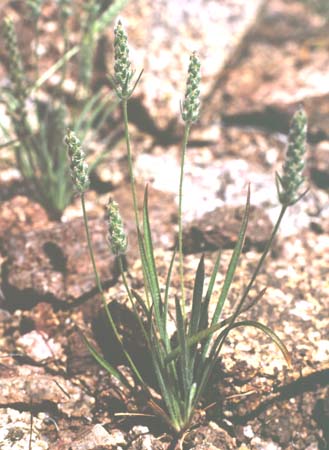  Plantago patagonica