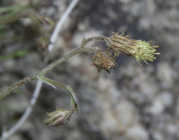  Pleurocoronis pluriseta