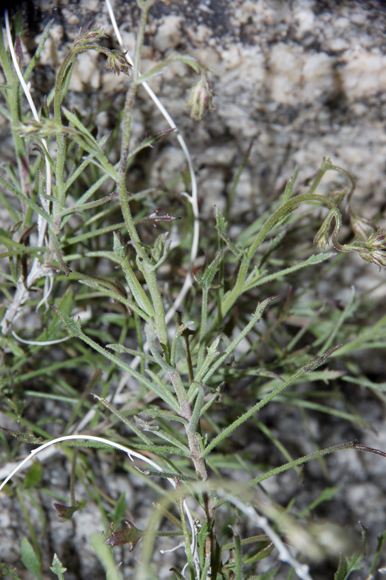  Pleurocoronis pluriseta