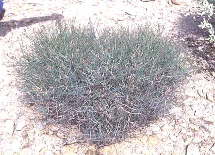  Porophyllum gracile