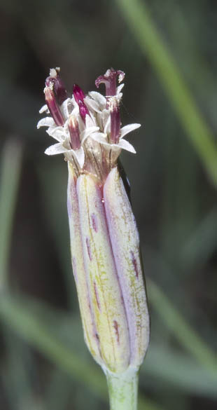  Porophyllum gracile