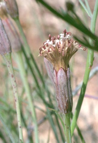  Porophyllum gracile