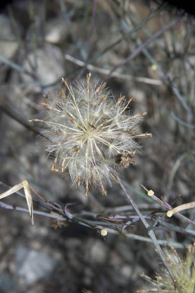  Porophyllum gracile