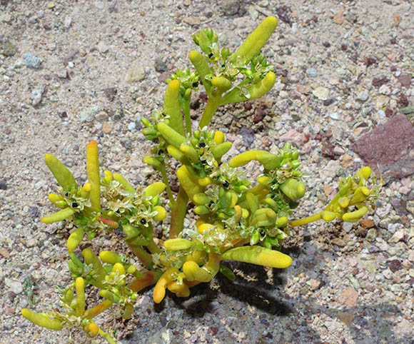  Portulaca halimoides