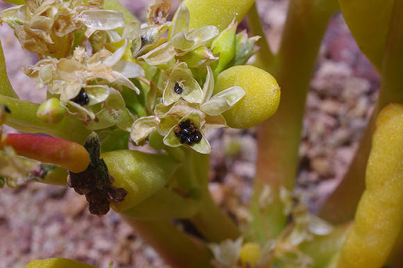  Portulaca halimoides