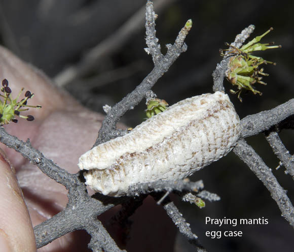  Mantis religiosa