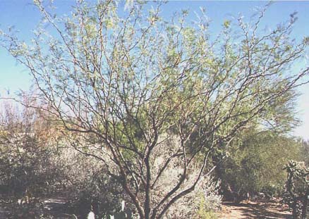  Prosopis glandulosa var. torreyana