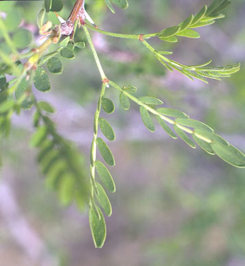  Prosopis pubescens