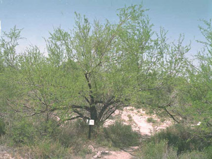  Prosopis pubescens