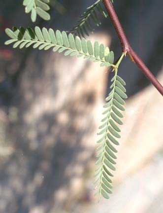  Prosopis velutina