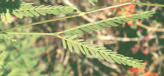  Prosopis velutina