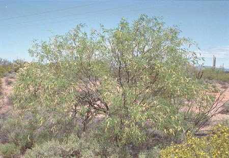  Prosopis velutina