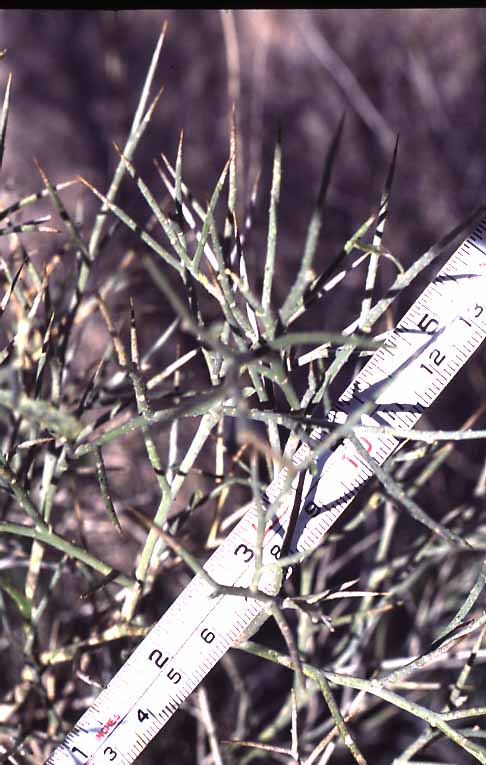  Psorothamnus spinosus