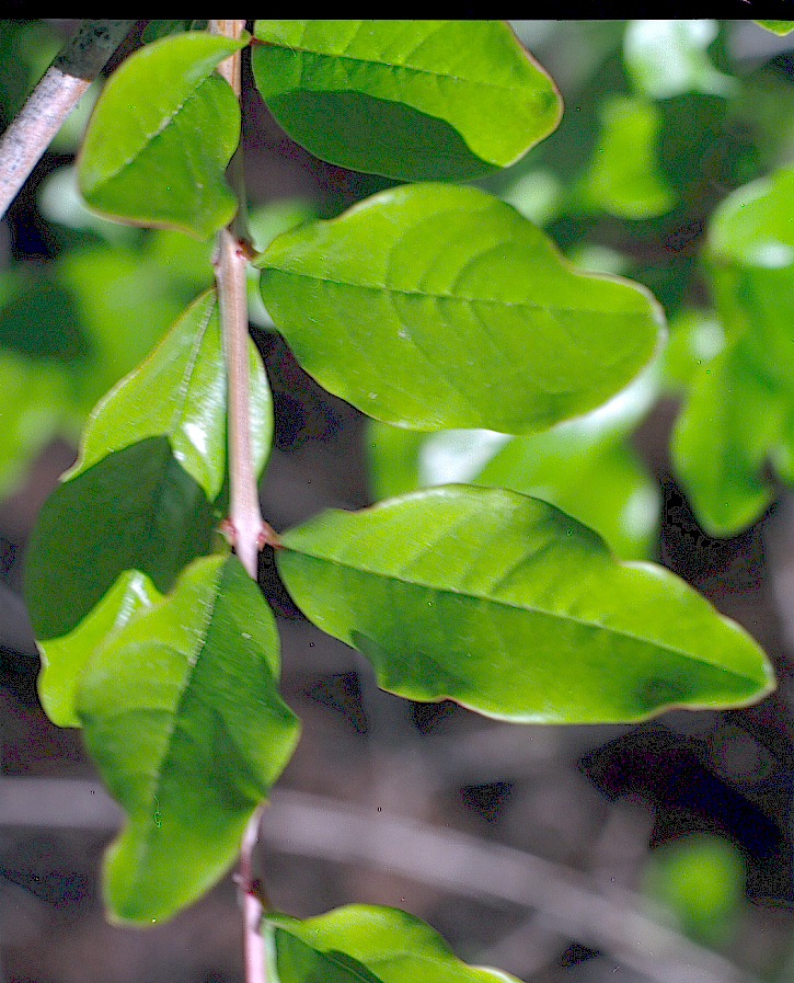  Punica granatum