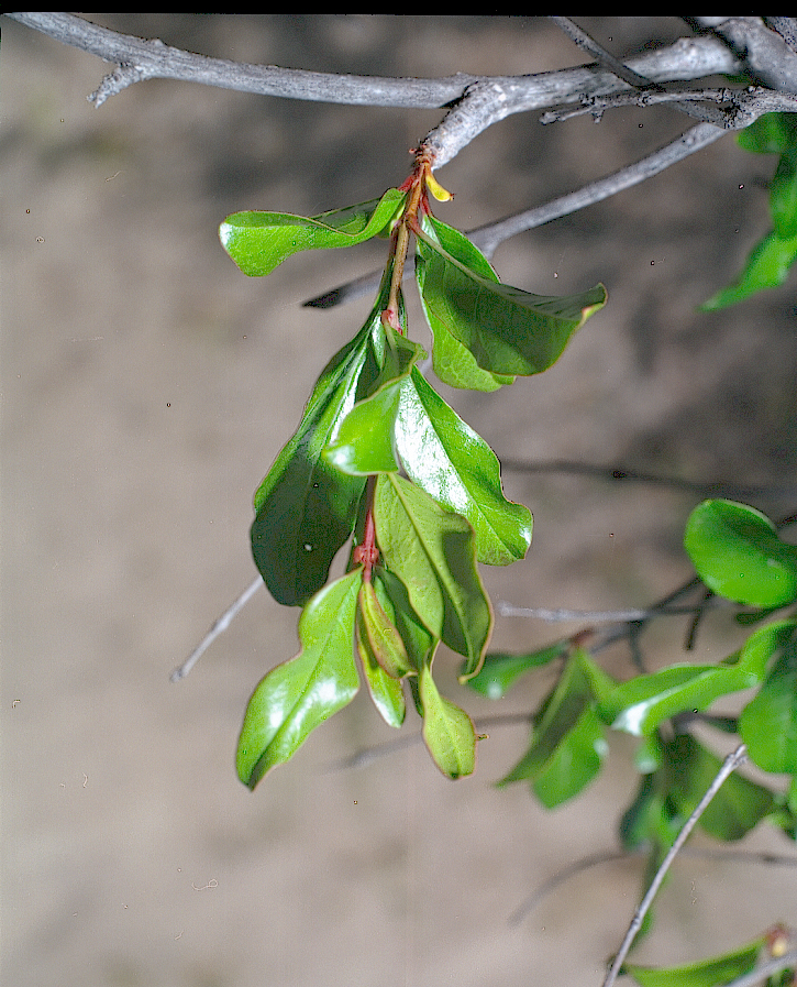  Punica granatum