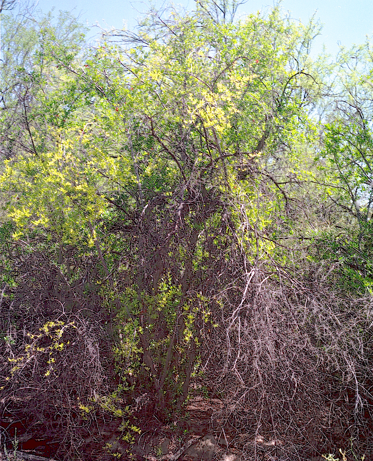  Punica granatum