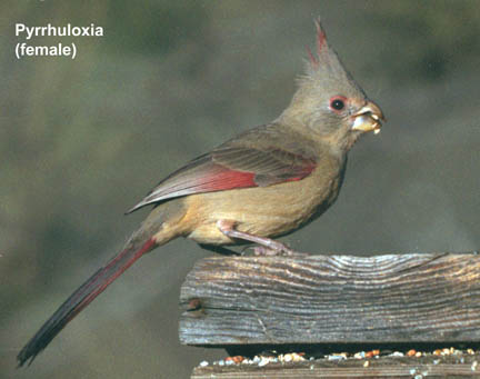  Pyrrhuloxia (female)