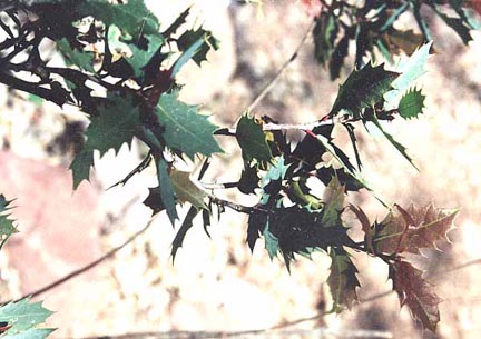  Quercus turbinella