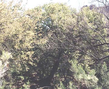  Quercus turbinella