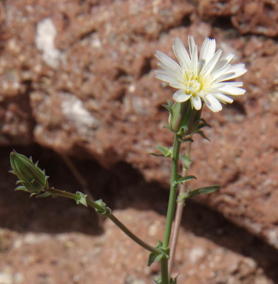  Rafinesquia californica