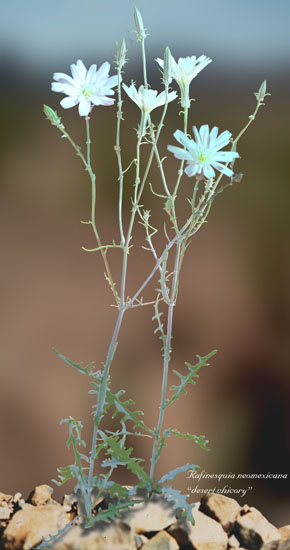  Rafinesquia neomexicana