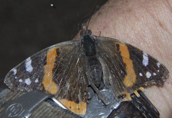  Vanessa atalanta