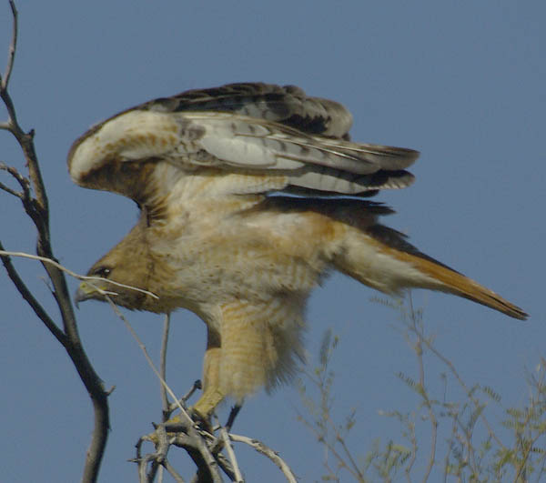  Red-tailed hawk