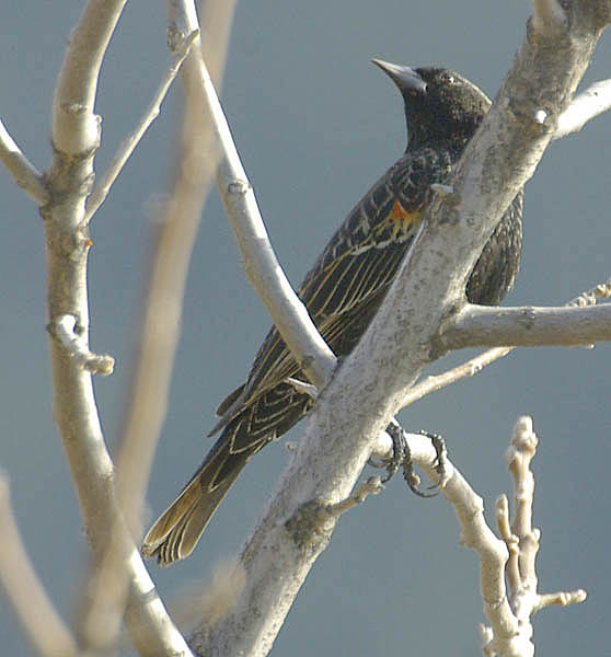  Red-winged blackbird (female)