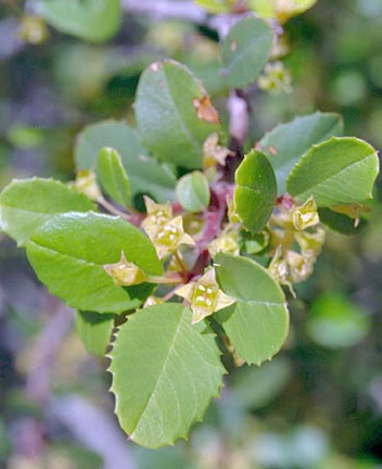  Rhamnus crocea