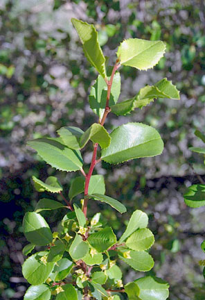  Rhamnus crocea