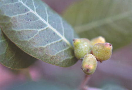  Rhus kearneyi subsp. kearneyi