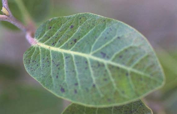  Rhus kearneyi subsp. kearneyi