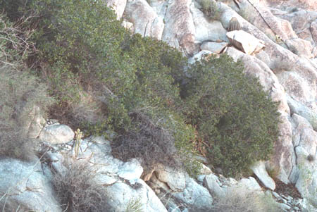  Rhus kearneyi subsp. kearneyi