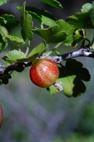  Ribes quercetorum