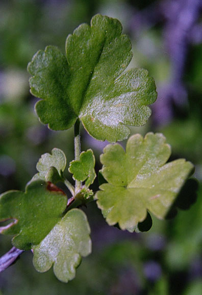  Ribes quercetorum