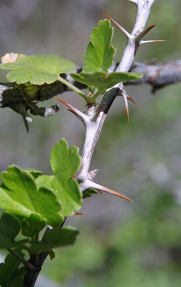  Ribes quercetorum